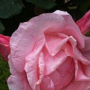 Meet your Posher, Liz